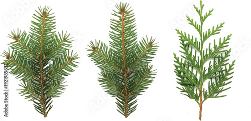 Three distinct evergreen tree sprigs, including pine and cedar foliage, are isolated against a white background for identification purposes.