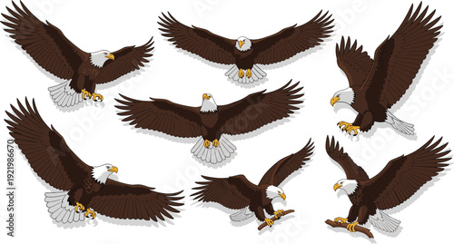 Set of Bald Eagle Vector Illustrations Showing Majestic Birds of Prey in Various Flight Poses Soaring Hunting and Perching Isolated on White Background