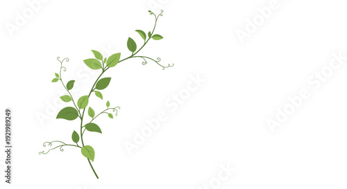 A delicate green vine with numerous small leaves and curly tendrils gracefully growing upwards and branching out on a simple white background.