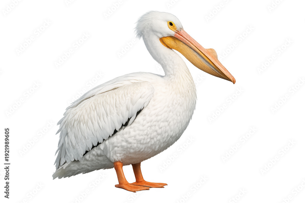 Obraz premium American white pelican standing with orange feet transparent background