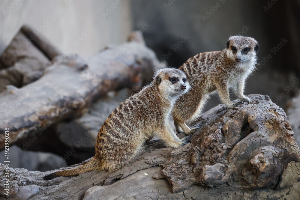 Fototapeta premium Meerkats