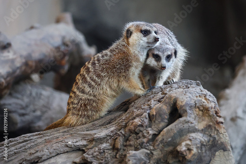 Meerkats