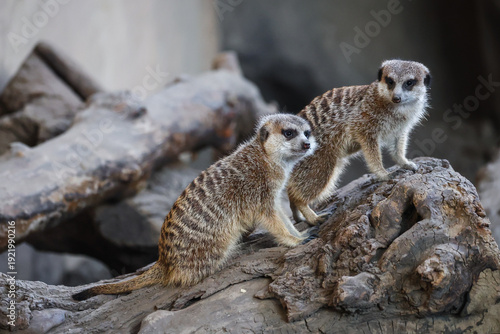 Meerkats