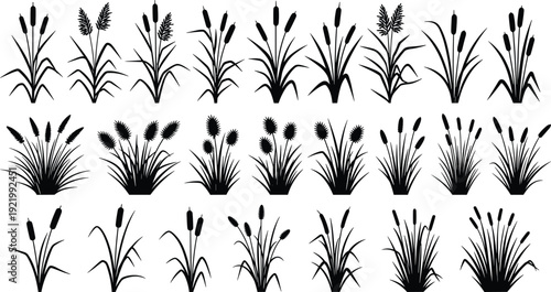 Black silhouettes of cattails and marsh reeds featuring various swamp grass designs and aquatic plant icons for nature landscape and river wetland environment illustrations.
