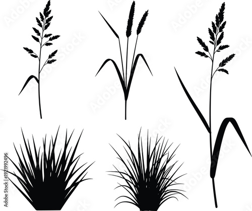 Black silhouettes of wild grass and cereal grain stalks including wheat and meadow plants featuring various botanical designs for nature landscape and farm environment illustrations.
