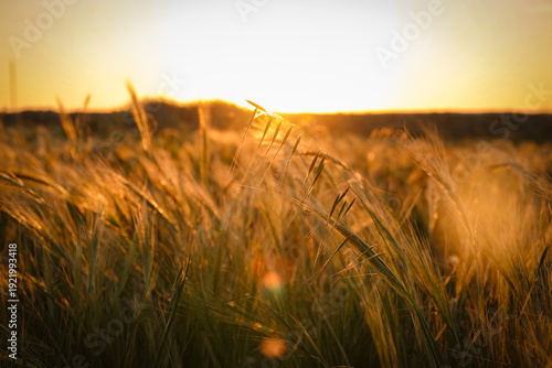 Tableau sur toile LENS FLARE, CLOSE UP, DOF: Bending grass stem catches intense golden light in a field of backlit seed heads