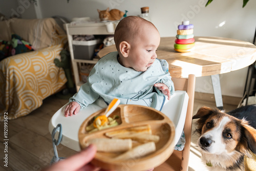 Baby eating in high chair, dog wanting food, cat sleeping