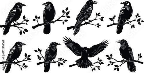 Black Raven and Crow Bird Silhouette Collection on Branches Isolated on White Background for Wildlife Illustration, Gothic Art, Tattoo, and Logo Design