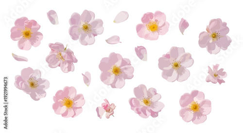 Delicate pink cherry blossoms scattered around with petals falling from above viewed from a straightforward perspective