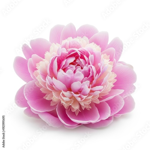 Close-up of a luxurious pink and white peony flower isolated on a minimal, pristine white background, emphasizing beauty and soft petals, beautiful, summer, botany