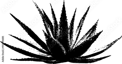 Minimalist aloe vera ink illustration in high contrast black and white