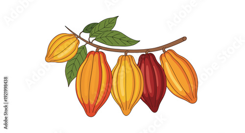 A healthy green leafy branch displays several colorful ripe cacao pods in various stages of maturity, including yellow, orange, and reddish-brown hues, against a simple white background.