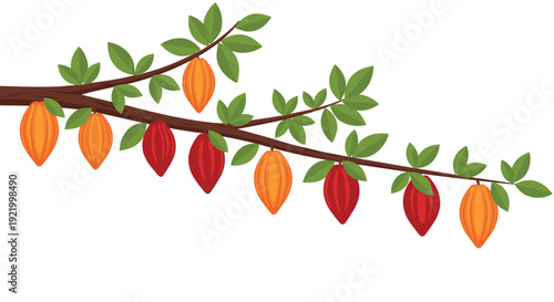 A long, sturdy branch adorned with numerous vibrant green leaves and multiple ripe cacao pods in shades of orange and red extends horizontally on a clean white background.