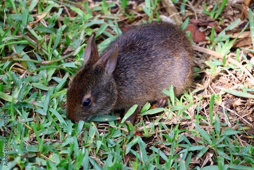 Marsh rabbit grazing in the grass