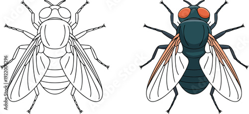 A side-by-side comparison of two detailed illustrations of a house fly