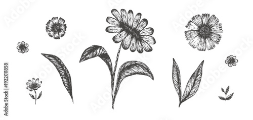 Set of hand drawn textured engraved sunflower flowers and leaves. Sketch vector grunge daisy floral gerbera blossoms elements, symbols for linear pattern design, greeting card, logo, tattoo