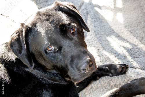 black labrador retriever
