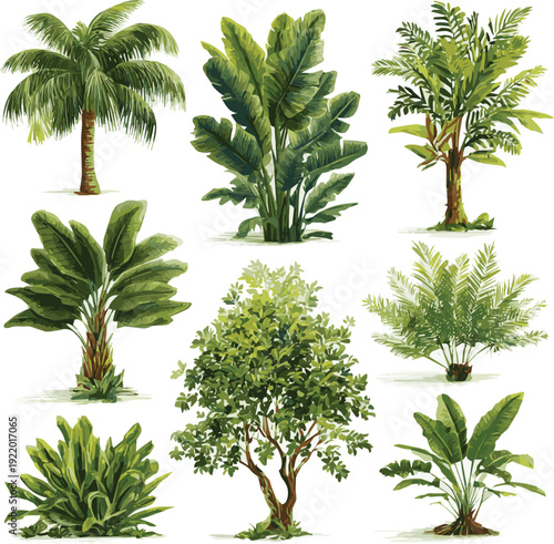 set of trees isolated.Different exotic palms. Tropical botanical plants with leaves, palm tree trunk cartoon style, summer green foliage plants vector art with white background