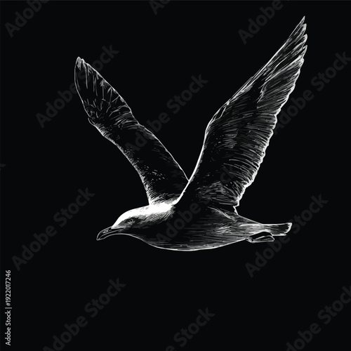  Create a different kinds of flying seagull vector design - black and white bird relistic outline and silhouette vector art with black background