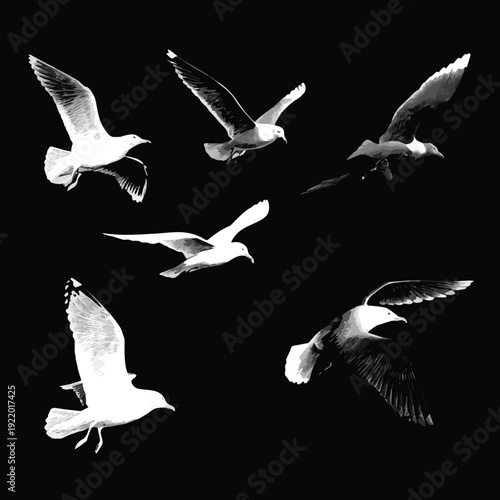  Create a different kinds of flying seagull vector design - black and white bird relistic outline and silhouette vector art with black background