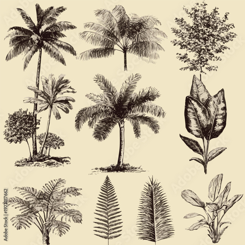 Set of silhouettes of trees. Vector set of hawaii beach palm tree, fern and frond outline, botany flora vector art with white background