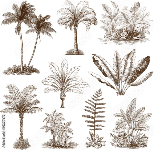 Create a different kinds of Hand drawn tropical palm trees. Vector set of hawaii beach palm tree, fern and frond outline, botany flora vector art with white background