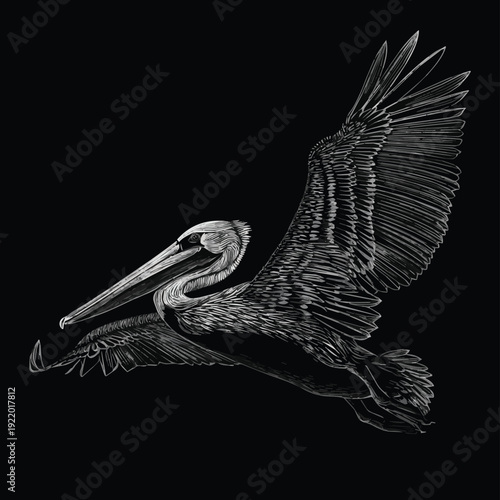 Create a different kinds of pelican bird with beautiful stylized wing side view head black and white vector outline vector art with black background