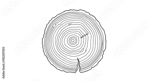 Tree Stump Cross Section.