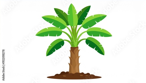 palm tree isolated on white