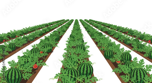 Watermelon Farm Rows Agriculture.