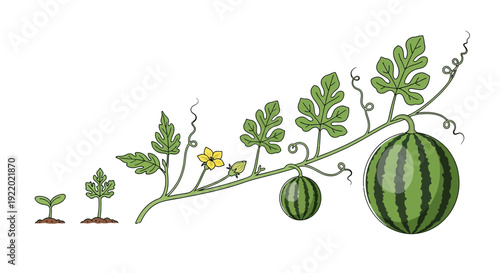 Watermelon Plant Growth Stages.