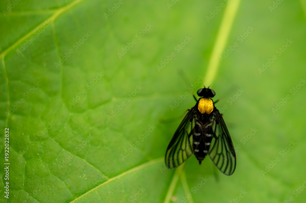 Naklejka premium Golden-Backed Snipe Fly On A Green Leaf With Copy Space Left
