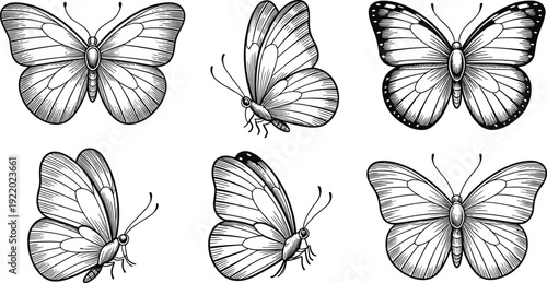 Illustration of six butterfly species in various poses