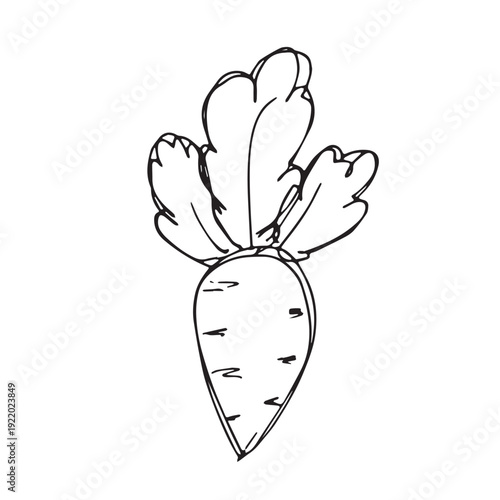 Hand drawn farm daikon radish beet beetroot plant with green leaves Fresh vegetable doodle Healthy eco food Organic garden vegetarian food For design, print, packaging, decor, kids books