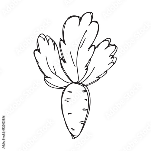 Hand drawn farm daikon radish beet beetroot plant with green leaves Fresh vegetable doodle Healthy eco food Organic garden vegetarian food For design, print, packaging, decor, kids books