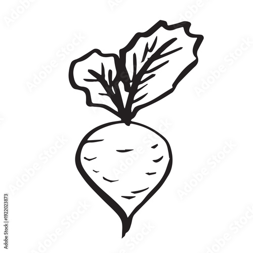 Hand drawn farm daikon radish beet beetroot plant with green leaves Fresh vegetable doodle Healthy eco food Organic garden vegetarian food For design, print, packaging, decor, kids books