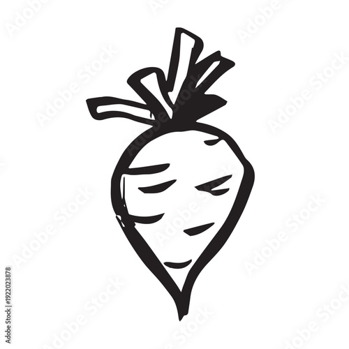 Hand drawn farm daikon radish beet beetroot plant with green leaves Fresh vegetable doodle Healthy eco food Organic garden vegetarian food For design, print, packaging, decor, kids books