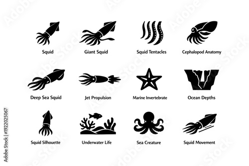Squid icons and silhouettes depicting marine life and ocean invertebrates