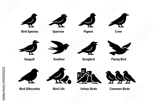 Bird species silhouettes: sparrow, pigeon, crow, seagull, swallow, songbird, flying bird