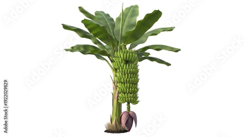 Banana tree with ripe bananas perfect for tropical fruit, agriculture, harvest, healthy eating, nature, and organic farming concepts.