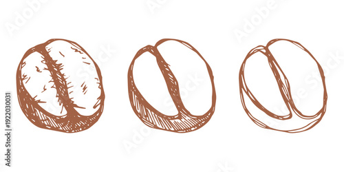 Set of hand drawn fresh roasted coffee bean Arabica robusta seed doodle Single element for design print packaging label decor