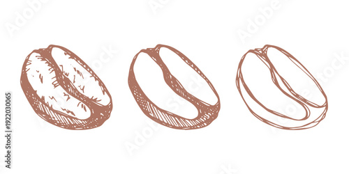 Set of hand drawn fresh roasted coffee bean Arabica robusta seed doodle Single element for design print packaging label decor