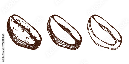 Set of hand drawn fresh roasted coffee bean Arabica robusta seed doodle Single element for design print packaging label decor
