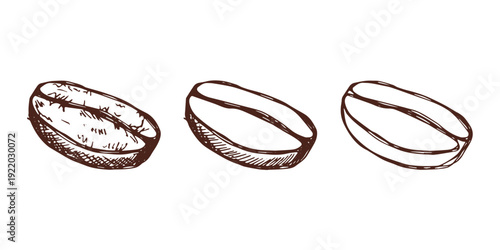 Set of hand drawn fresh roasted coffee bean Arabica robusta seed doodle Single element for design print packaging label decor