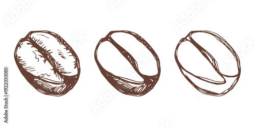 Set of hand drawn fresh roasted coffee bean Arabica robusta seed doodle Single element for design print packaging label decor