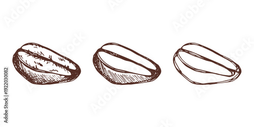 Set of hand drawn fresh roasted coffee bean Arabica robusta seed doodle Single element for design print packaging label decor