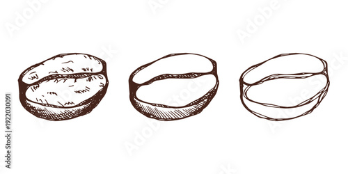 Set of hand drawn fresh roasted coffee bean Arabica robusta seed doodle Single element for design print packaging label decor