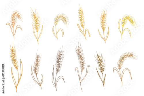 Set of hand drawn cereal wheat oat rye barley rice ears spikelet clipart Organic wheat bread agriculture farming harvest healthy food Single element for design print packaging label decor