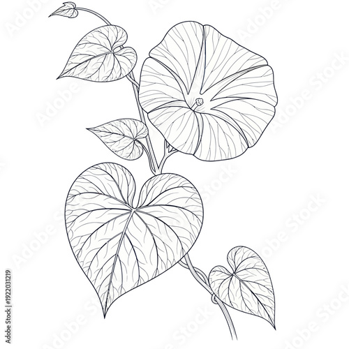 Line Art Morning Glory Flower and Heart Shaped Leaves