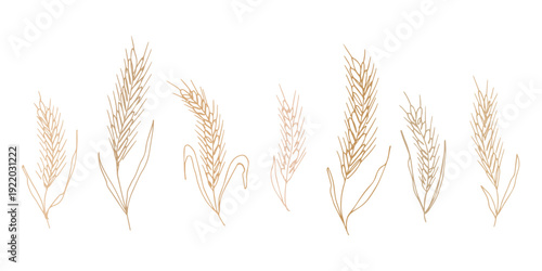 Set of hand drawn cereal wheat oat rye barley rice ears spikelet clipart Organic wheat bread agriculture farming harvest healthy food Single element for design print packaging label decor